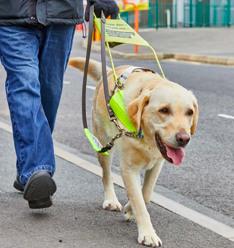 The Work of Guide Dogs